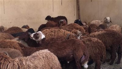 بيطرى الأقصر: حملات مكثفة على أماكن بيع اللحوم والمجازر لاستقبال عيد الأضحى