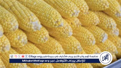 استقرار أسعار الذرة وأعلاف الصويا في بورصة الدواجن اليوم