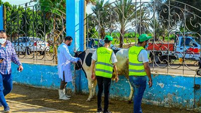 ننشر تفاصيل خطة توزيع لحوم الأضاحي على 40 قرية بأسوان 