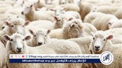 اسعار الخرفان اليوم 10 يونيو 2024 في الأسواق