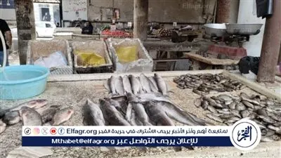 أسعار أنواع السمك في سوق العبور بالقاهرة اليوم الثلاثاء 11 يونيو 2024