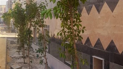 البيئة: الانتهاء من زراعة 1.4 مليون شجرة في العام الأول للمبادرة 