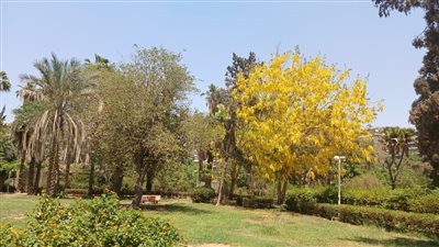 عاجل..البيئة تكشف حقيقة قطع الأشجار في حديقة ميرلاند 