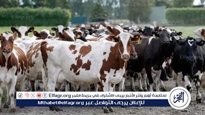 أسعار كيلو العجول البقري اليوم الجمعة 14 يونيو 2024