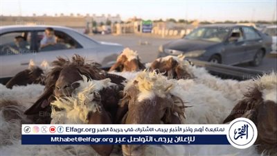 البيئة: 8،623 ذبيحة بمسالخ الرياض في رابع أيام العيد