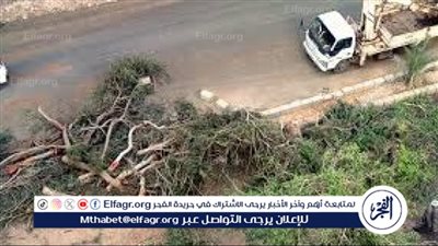 هيئة النظافة: لا نقطع الأشجار.. 