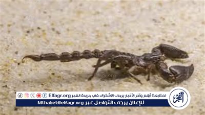 انتشار العقارب والثعابين في الموجات الحارة: نصائح للوقاية والعلاج