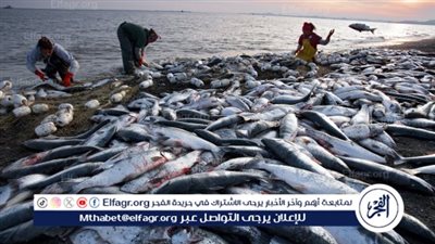 مليون ذريعة سمكية تدعم واحة سيوة ضمن خطة تنمية الثروة السمكية