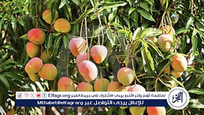 أسعار المانجو في سوق العبور اليوم