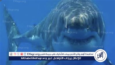 ظهور سمكة القرش المحيطي أبيض الطرف جنوب الغردقة