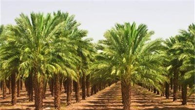 للاستثمار في الزراعة.. تفاصيل مبادرة 