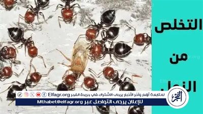 حيل ونصائح تساعد على التخلص من النمل في المنزل بفصل  الصيف 