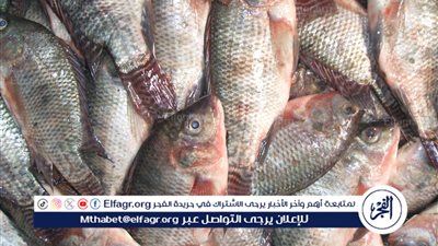 أسعار الأسماك في محافظة أسوان تسجّل استقرارًا نسبيًا اليوم الاثنين 17 نوفمبر 2025