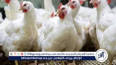 تراجع أسعار الفراخ البيضاء في بورصة الدواجن اليوم