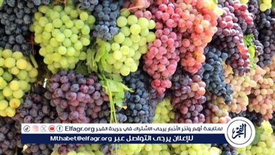 أنواع العنب: تنوع طبيعي يثري التغذية والمذاق