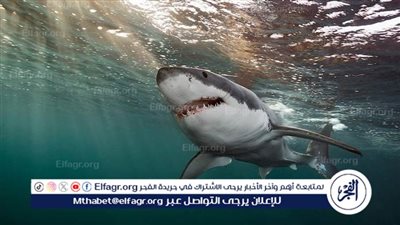 سمكة قرش تهاجم 4 أشخاص على شاطئ بتكساس 