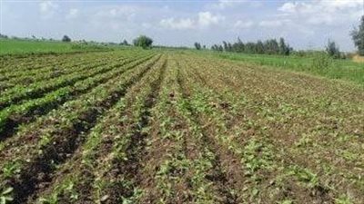 مركز المناخ: مخاطر ارتفاع موجات الحرارة تؤثر على المحاصيل الزراعية