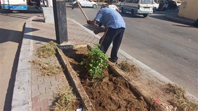 صور.. زراعة 400 شتلة لتجميل مدخل مدينة الأقصر