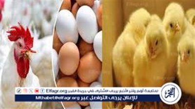 أسعار الفراخ البيضاء والكتاكيت اليوم بعد انخفاض الأسعار الجديد