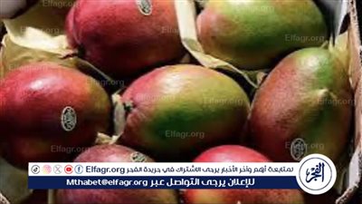 أسعار المانجو اليوم في سوق العبور الاثنين 15 يوليو 2024