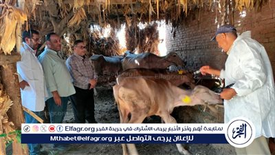 تحصين 16848 رأس ماشية ضمن الحملة القومية لمقاومة الحمى القلاعية في الدقهلية 