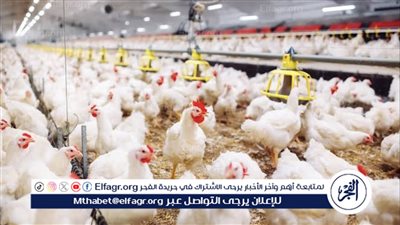 الزراعة: لا يتم تصدير منتجات الدواجن إلا في حالة التأكد من وجود فائض
