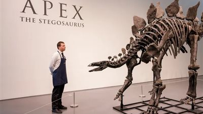 عمره 150 مليون سنة.. تفاصيل بيع أغلي هيكل عظمي لديناصور بـ 44.6 مليون دولار