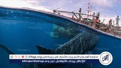 كيف تآمرت مجموعة من الحيتان القاتلة لإغراق سفينة بريطانية في مضيق جبل طارق؟