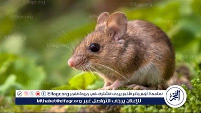 مالا تعرفه عن فيروس هانتا.. ينتشر بين الفئران وينتقل للإنسان