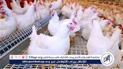 ارتفاع كبير يضرب أسعار الدواجن اليوم الأربعاء 7 أغسطس 2024 في الأسواق | تفاصيل