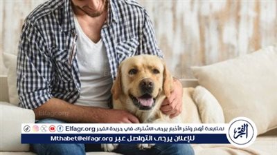 تعرف على الرسوم المطلوبة لترخيص الكلاب واصطحابها في الشارع