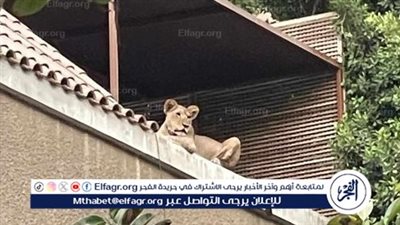 هل تُخدَّر الأسود قبل عروض السيرك؟.. الإدارة المركزية لحديقة الحيوان توضح