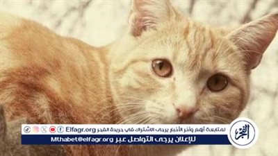  تعرف على أشهر أنواع القطط المنزلية وأشكالها 