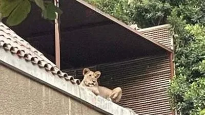 بعد واقعة أسد المعادي.. كتلة الحوار تطالب بسرعة إصدار اللائحة التنفيذية لقانون تنظيم حيازة الحيوانات الخطرة والكلاب