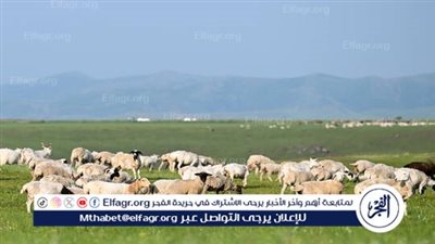 موجة حر تضرب كوريا الجنوبية تتسبب بنفوق أعداد هائلة من الحيوانات