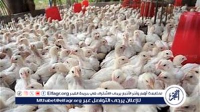 بورصة الدواجن.. أسعار الفراخ البيضاء اليوم السبت 17-8-2024 في قنا