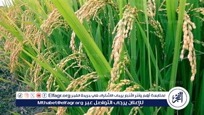 الأرز بـ 22 جنيهًا والسكر 31.. استقرار أسعار السلع الغذائية في الأسواق