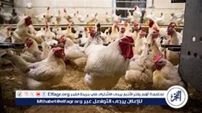 أسعار الدواجن والبيض اليوم: استقرار يعقبه ارتفاع طفيف في بعض الأصناف