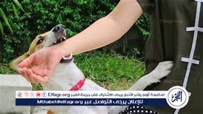 تفشي داء الكلب واعلان حالة طوارئ صحية تونس 