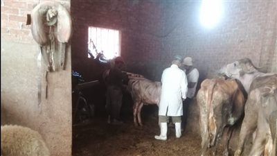 تحصين 199280 رأس ماشية في حملات للطب البيطري بالدقهلية 