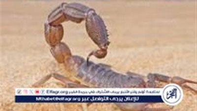 عاجل - متى يبدأ موسم العقارب 2024؟.. وعلاقة تسميته بهذا الاسم لفصل الشتاء؟