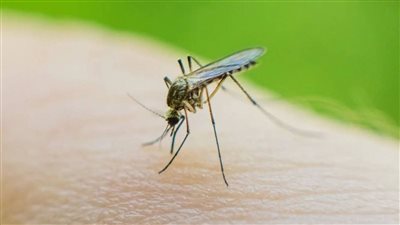 أعراضه مشابهة لحمى الضنك.. ماذا نعرف عن فيروس أوروبوش بعد تفشيه في الأمريكتين؟