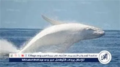 العثور على حوت بيلوجا نافق في النرويج: تساؤلات حول دوره المحتمل في التجسس