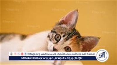 فتوى تحريم تربية القطط تثير الجدل على مواقع التواصل الاجتماعي