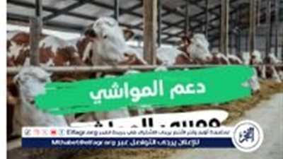رسميًا: إيداع الدفعة 60 من دعم مربي الماشية في بعض الحسابات وتوضيحات حول تأخر الصرف في بعض البنوك