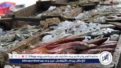 ارتفاع أسعار الأسماك في سوق الجملة اليوم الثلاثاء 10 سبتمبر 2024