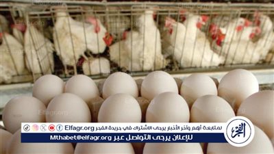 شعبة المواد الغذائية: سعر كرتونة البيض ارتفع.. ونبيعه بـ 180 جنيها