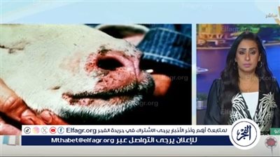 قلق في إيطاليا بسب انتشار فيروس اللسان الأزرق.. طبيب باطنة يكشف التفاصيل