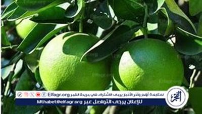 البرتقال الأخضر: فوائده والأشخاص الممنوعون من تناوله
