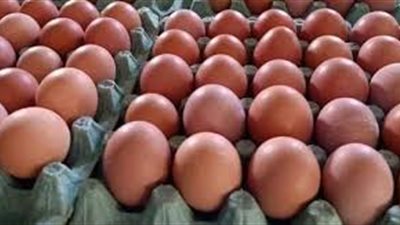 خبر سار من وزير الزراعة بشأن أسعار البيض في منافذ ها (فيديو)
